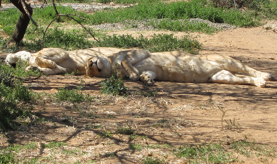 Captive bred lions on South African farm.