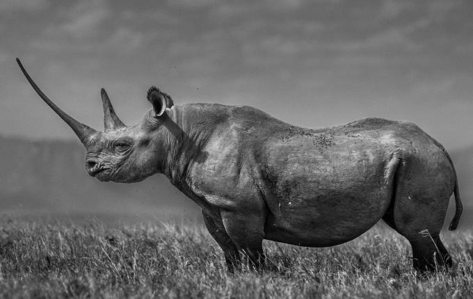 A Rhino for Ricky