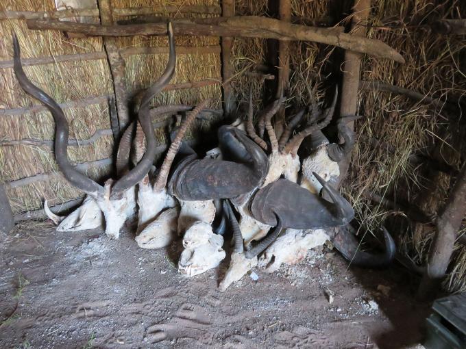 Trophy Export Controls