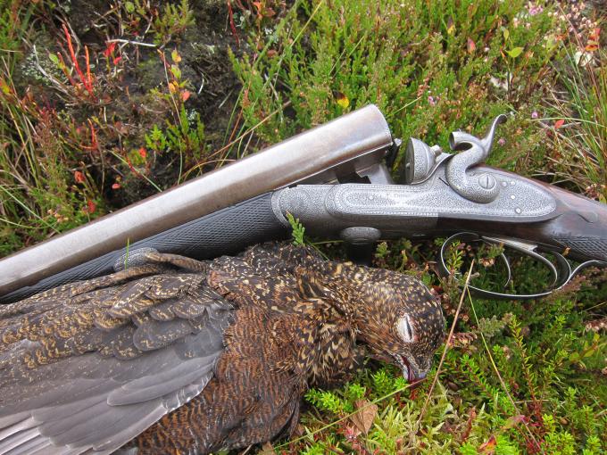 Hammering Driven Grouse