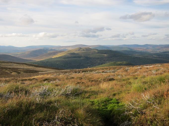Scottish Gov't Deer Fiasco