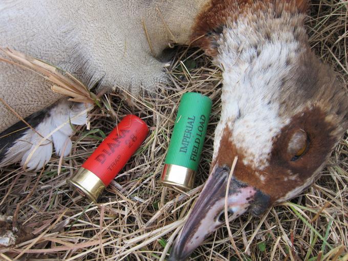 Europe Bans Lead Shot
