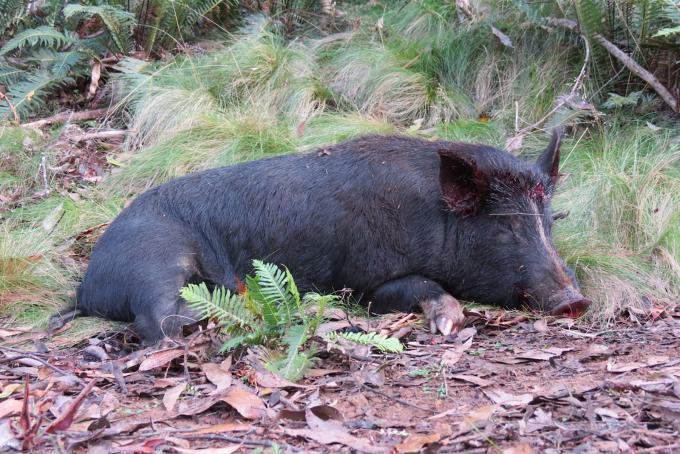 Public Land Pigging