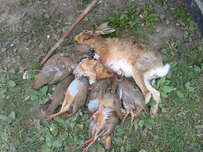 Game Bird Rules