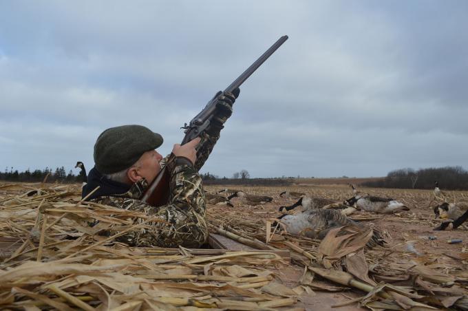 Field Tests on Geese