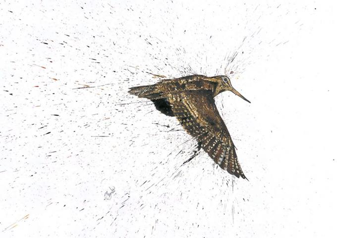 My Woodcock