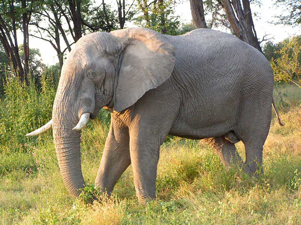 Elephant overpopulation destroys ecosystems.