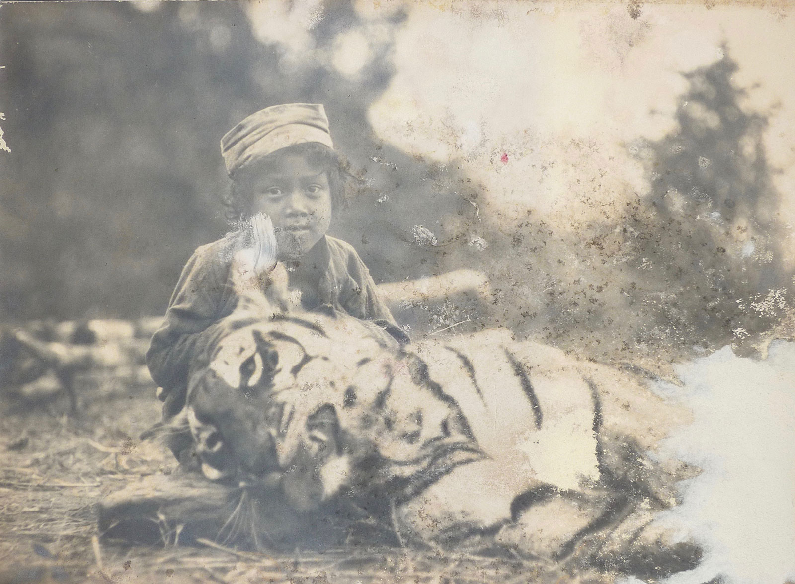 The Talla Des tigress in 1929.