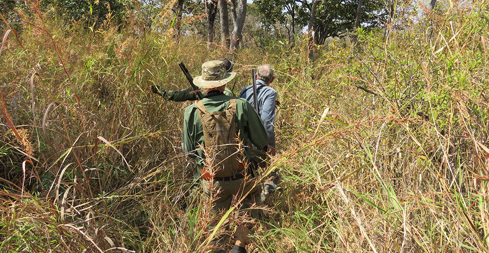 Deep in the Bush