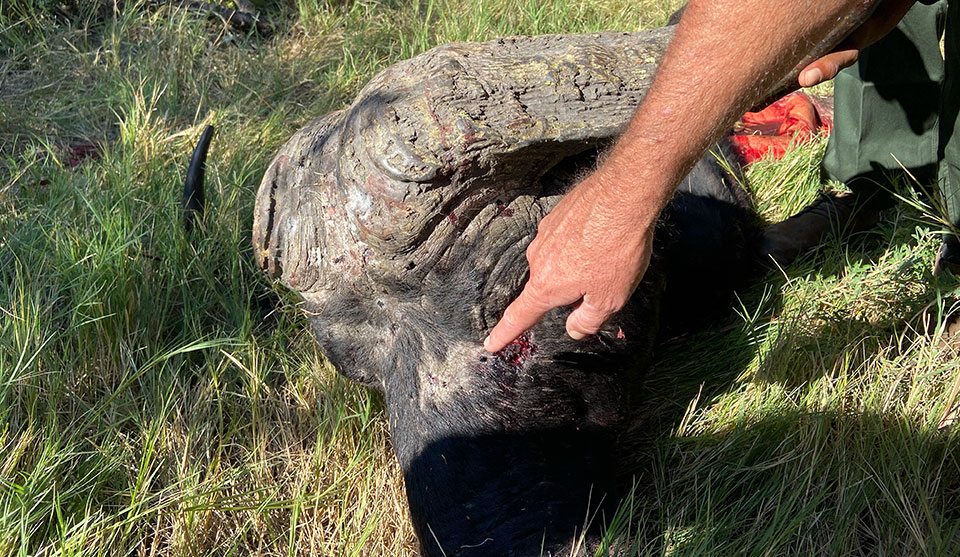 A poached buffalo in Botswana, shot at close range with buckshot.