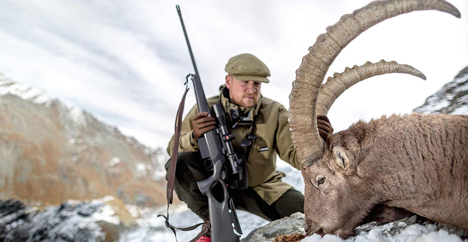 The Alpine Ibex is now stable and sustainably hunted (Fieldsports Journal).