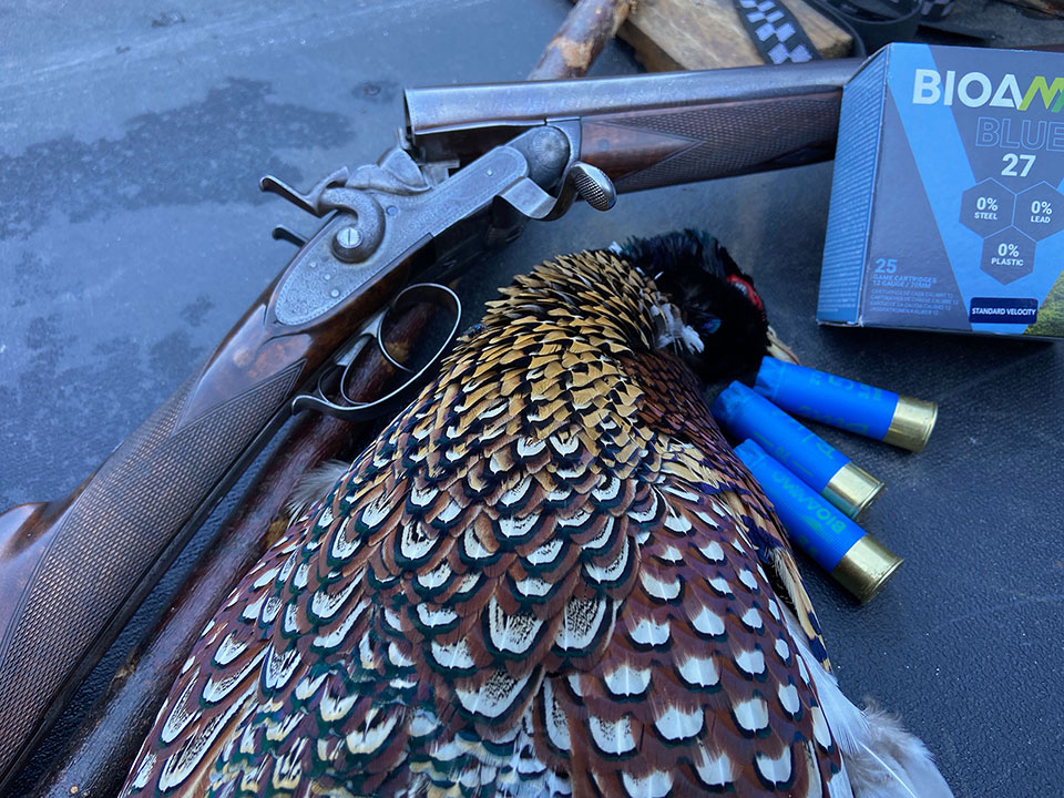 A mature, cock bird, a 140 year old hammer gun and new Bioammo Blue.