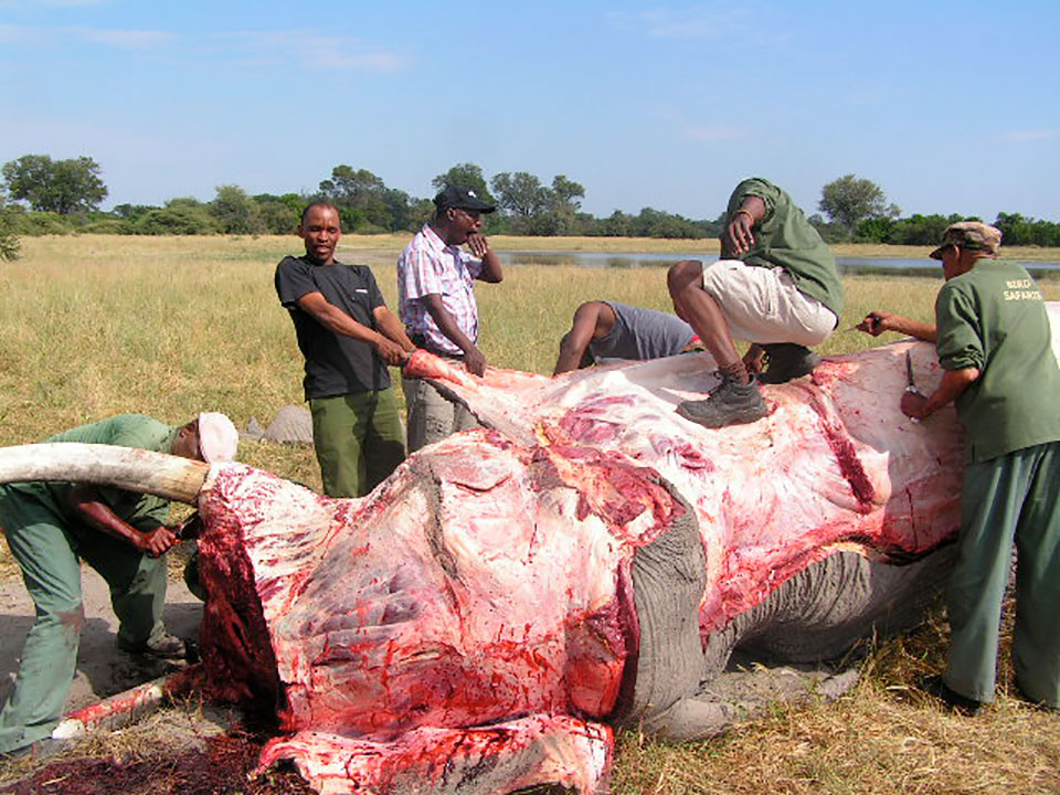 An elephant being butcherd by locals for food, in Botswana, where ashort-lived hunting ban failed to bring any benefits.