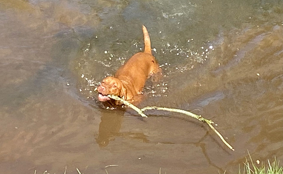 Worm, the puppy, is enjoying the warmer days.