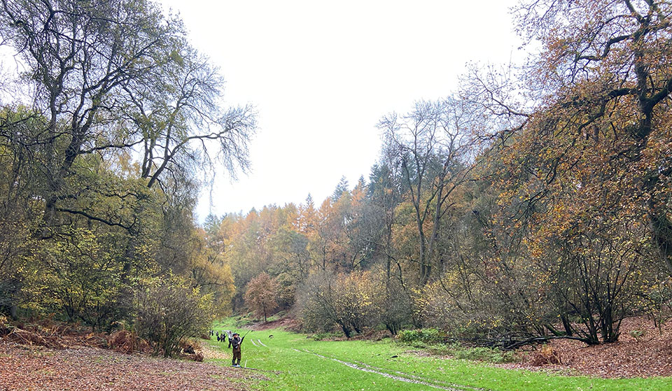 Shropshire's deep wooded valleys provide excellent driven shooting.