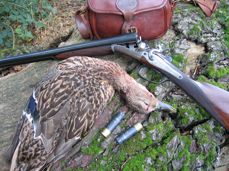 Game Birds in Britain, including Mallard, are released before the season begins and live wild.