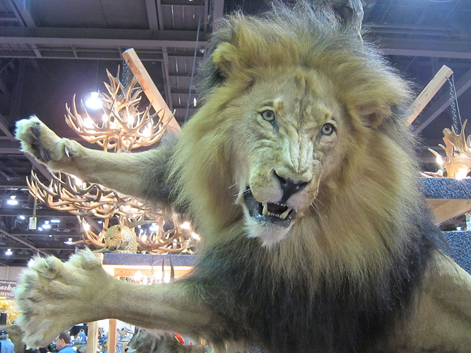 Taxidermy has become an art-form, with the best work costing thousands of pounds to commission. 