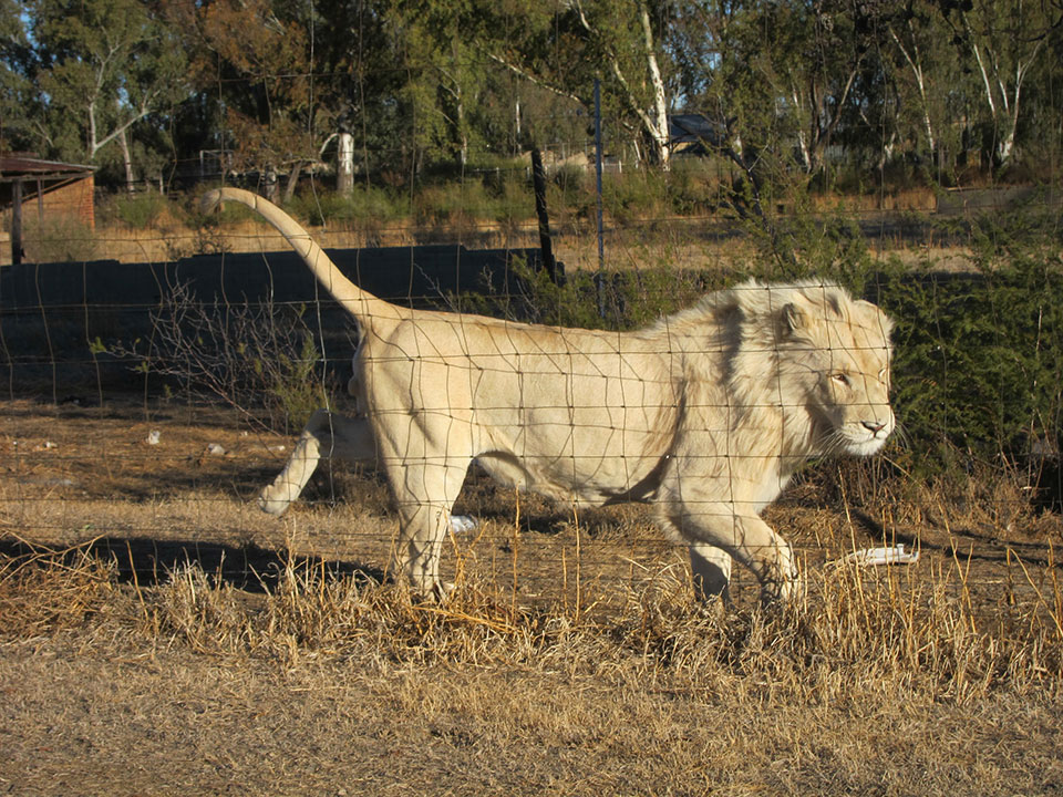 Much of the outrage about trophy hunting stems from opposition to captive bred lions used in 'canned hunts' in South Africa.