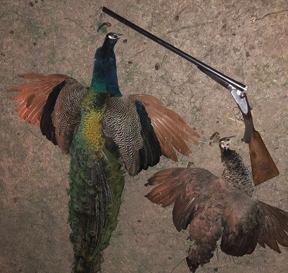 Peacock and peahen.