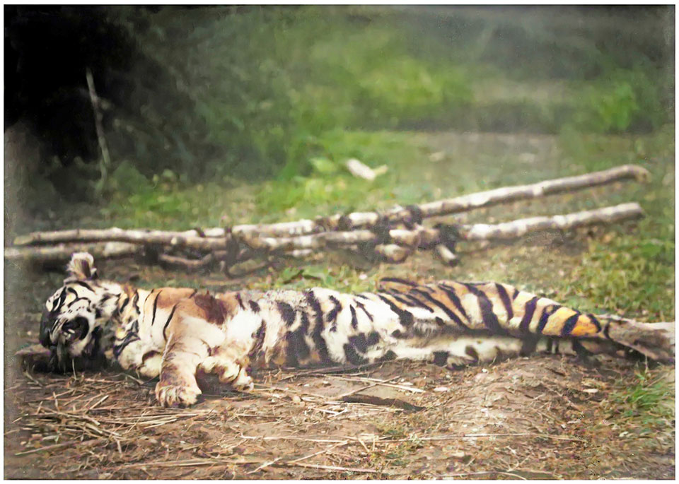 Corbett's original photo of the tigress.