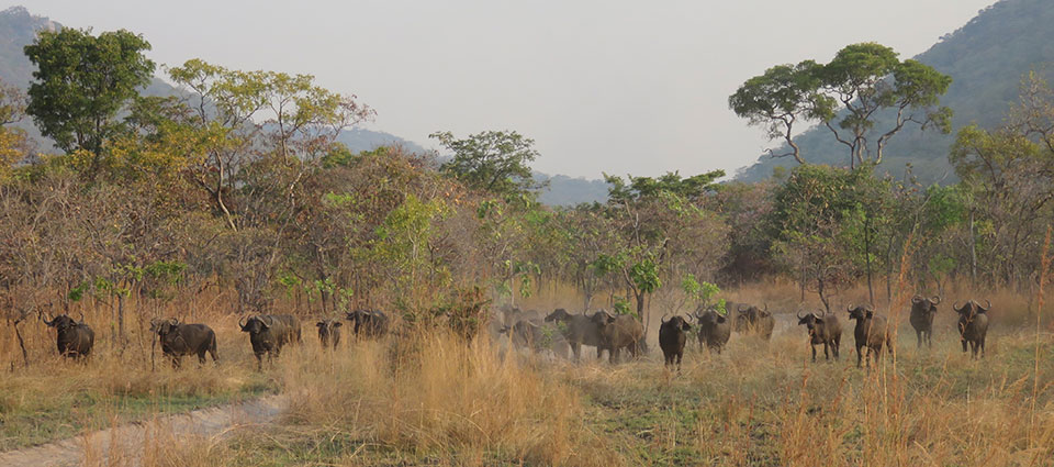 Game reserves in Tanzania with hunting as an income source are the healthiest in the country.