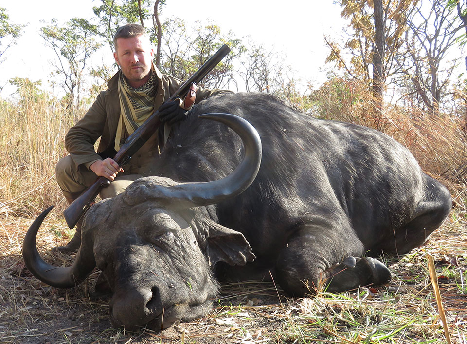 A cape buffalo taken with a .577 'drop-lock' Westley Richards.