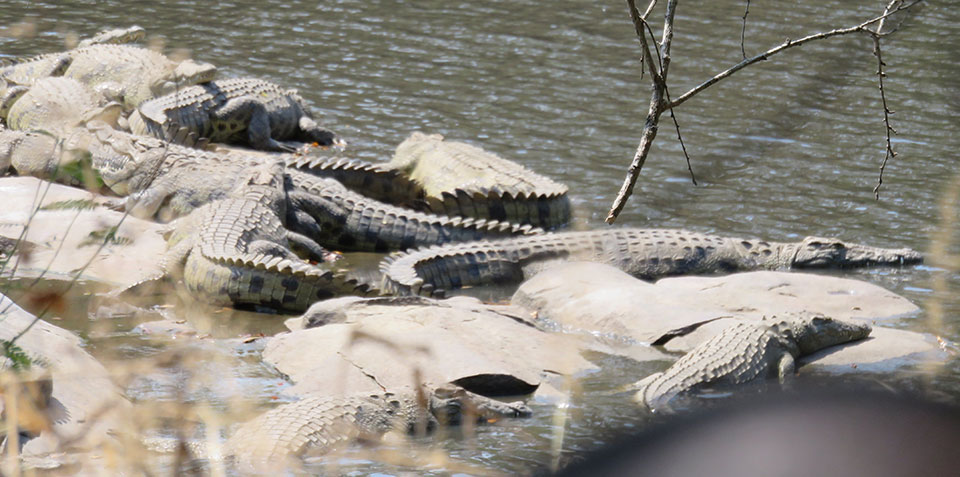 Crocs emerge to sun themselves on the rocks.