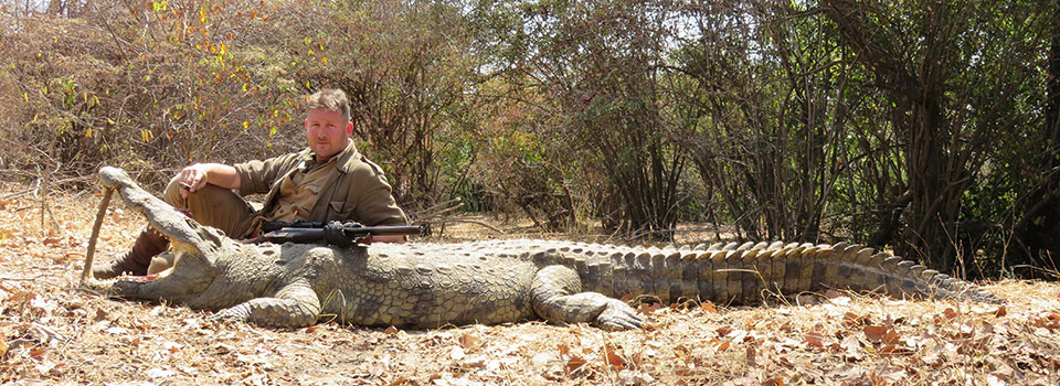 A big Rungwa River crocodile, sucessfully retreived.