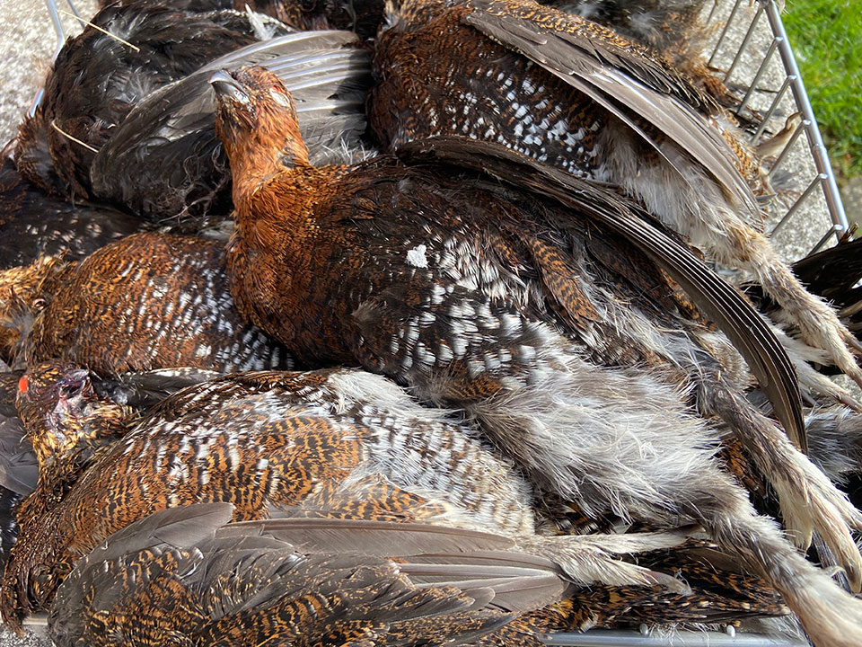 The greatest of all sporting birds when conditions are right?